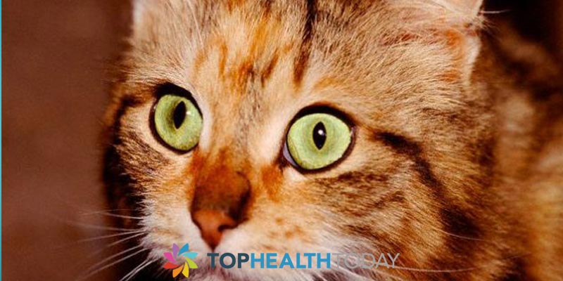 Can Cats get Tear Stains Around their Eyes?